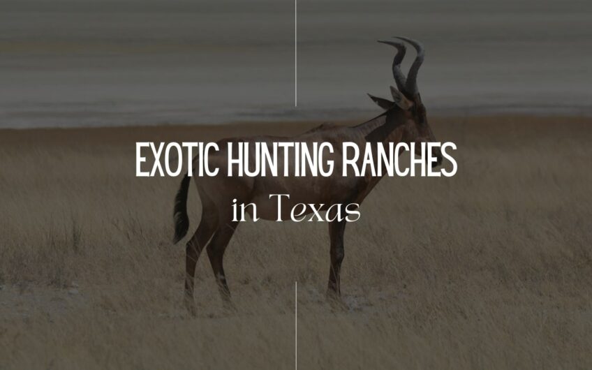 Exotic Hunting Ranches in Texas