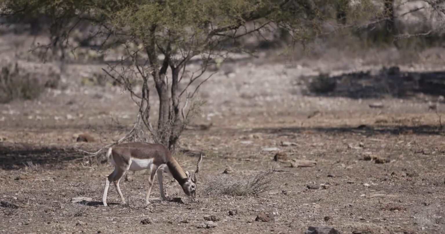 10 Best Exotic Hunting Ranches in Texas That You Must Visit in 2023