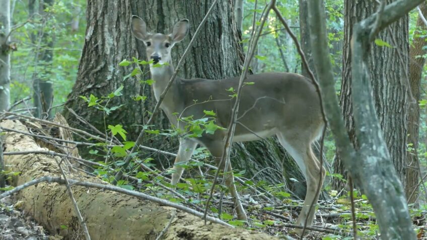 The White-tailed Deer