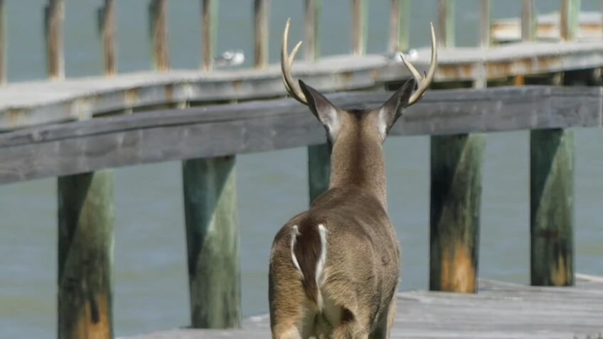 The White-tailed Deer hunting